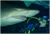 Дайвинг с акулами в акватории Сиднея