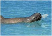 Snubfin dolphin